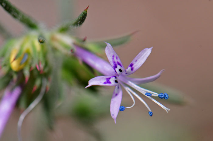 Ipomopsis multiflora, Manyflowered Ipomopsis Gilia